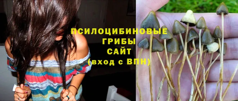 Псилоцибиновые грибы Psilocybe  Орлов 